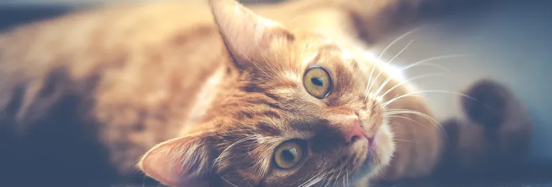 NestJS Tutorial für Einsteiger