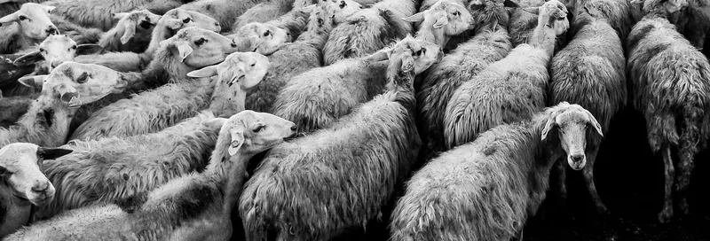 ng-repeat - Der Teufel im Schafspelz