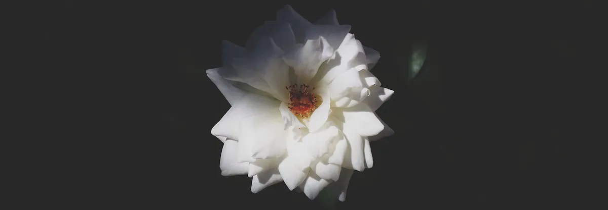 Artikel Header Bild zu Testen deiner AngularJS Anwendung mit Jasmine