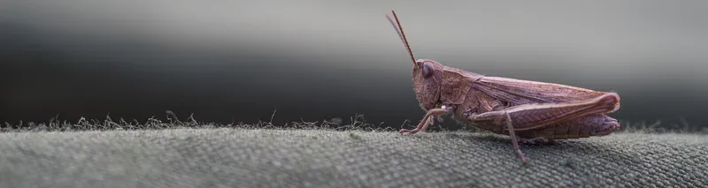 Debugging mit WebStorm und Chrome